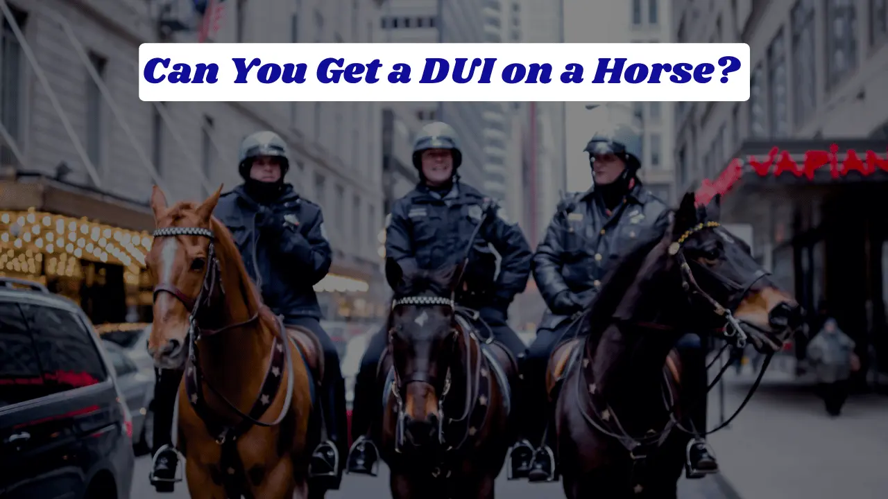 Can you get a dui on a horse legal risks