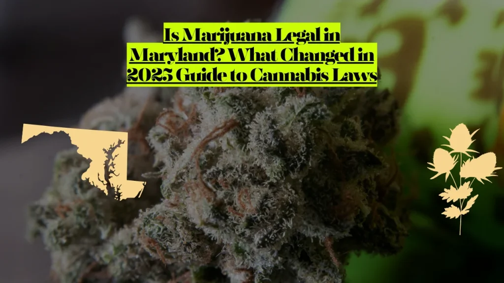 Is Marijuana Legal in Maryland? What Changed in 2025 Guide to Cannabis Laws 1 Is Marijuana Legal in Maryland? What Changed in 2025 Guide to Cannabis Laws