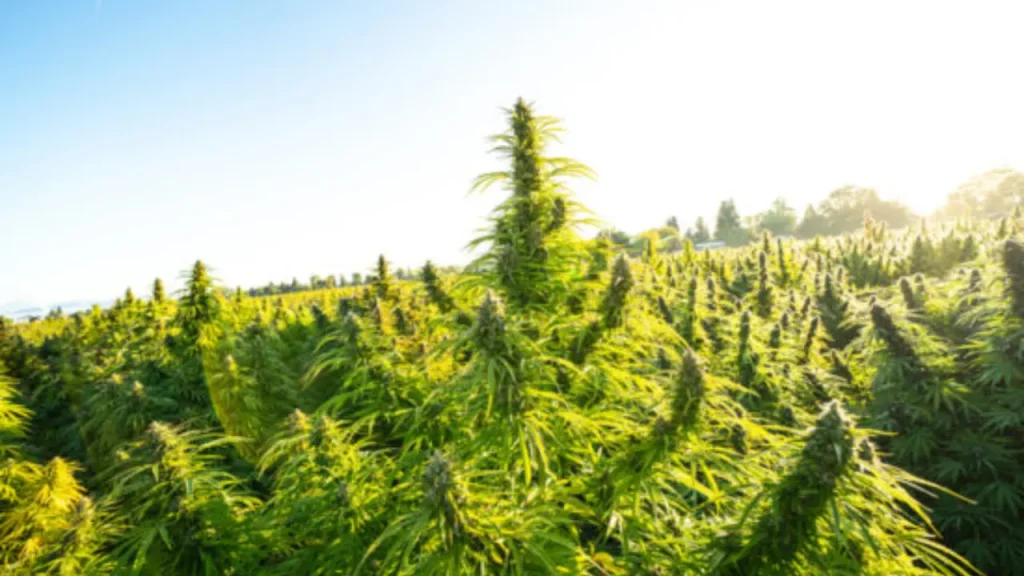 Is Weed Legal in France? France Cannabis Laws and Drug Restrictions on Marijuana 2 Is-Weed-Legal-Cannabis-Laws-and-Drug-Restrictions-on-Marijuana