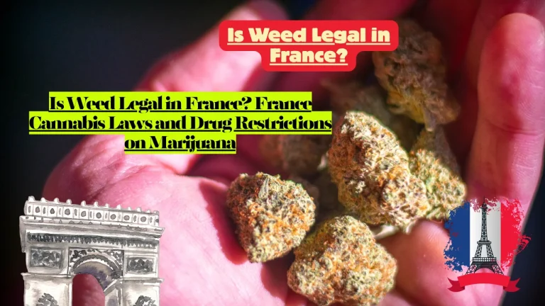 Is Weed Legal in France? France Cannabis Laws and Drug Restrictions on Marijuana 5 Is Weed Legal in France? France Cannabis Laws and Drug Restrictions on Marijuana