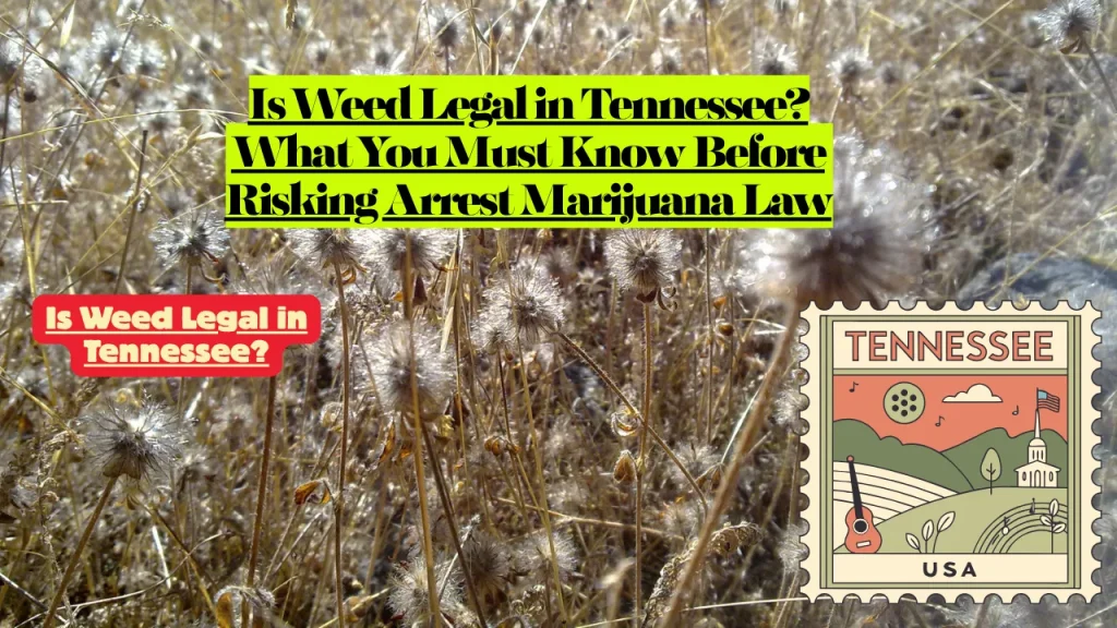 Is Weed Legal in Tennessee? What You Must Know Before Risking Arrest Marijuana Law 1 Is Weed Legal in Tennessee? What You Must Know Before Risking Arrest Marijuana Law