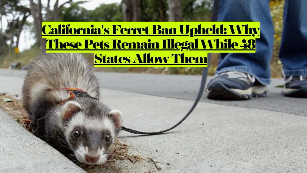 California's Ferret Ban Upheld, Why These Pets Remain Illegal While 48 States Allow Them