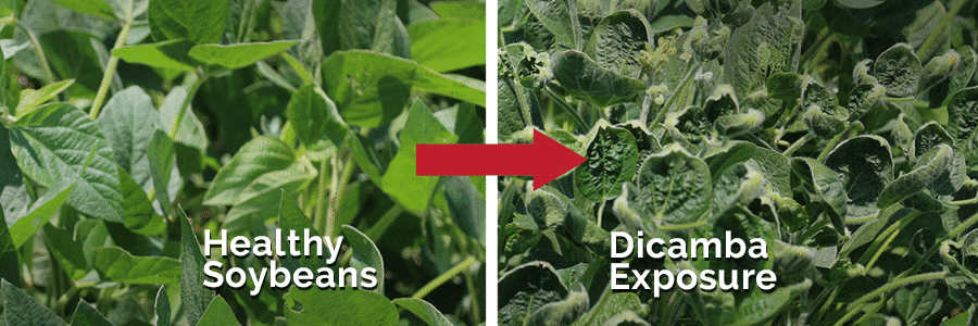 Dicamba Lawsuit Settlement, Farmers Win $400M—But 15 Million Acres Lost and No Dicamba for 2025 1 Dicamba Lawsuit Settlement, Farmers Win $400M—But 15 Million Acres Lost and No Dicamba for 2025