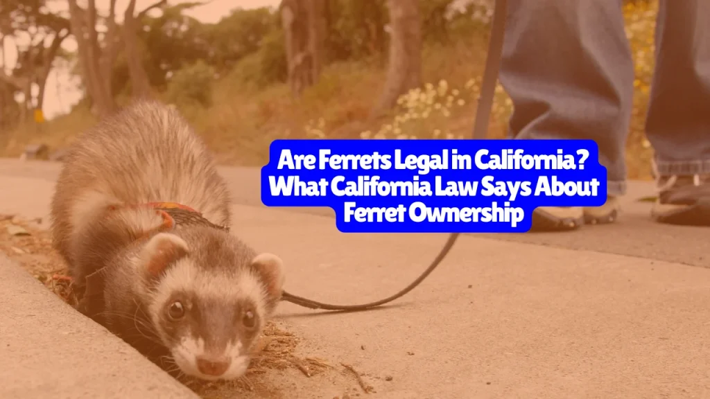 Are Ferrets Legal in California? What California Law Says About Ferret Ownership