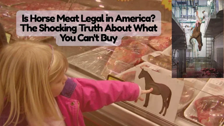 Is Horse Meat Legal in America Shocking Truth About What You Can't Buy