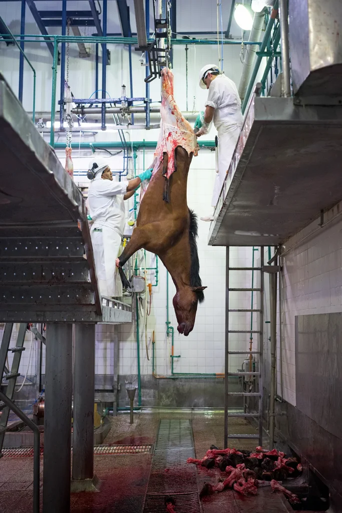 Is Horse Meat Legal in America? Shocking Truth About What You Can't Buy 1 Is Horse Meat Legal in America Shocking Truth About What You Can't Buy