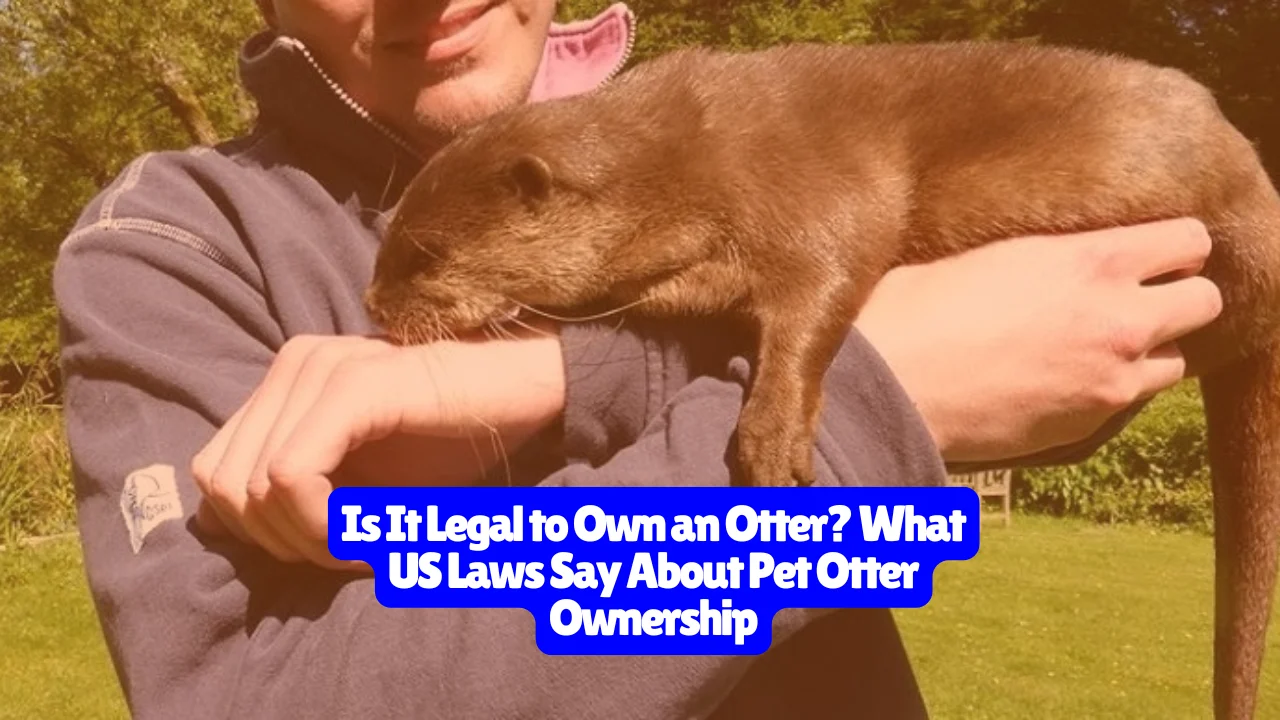 Is It Legal To Own An Otter? What US Laws Say About Pet Otter Ownership
