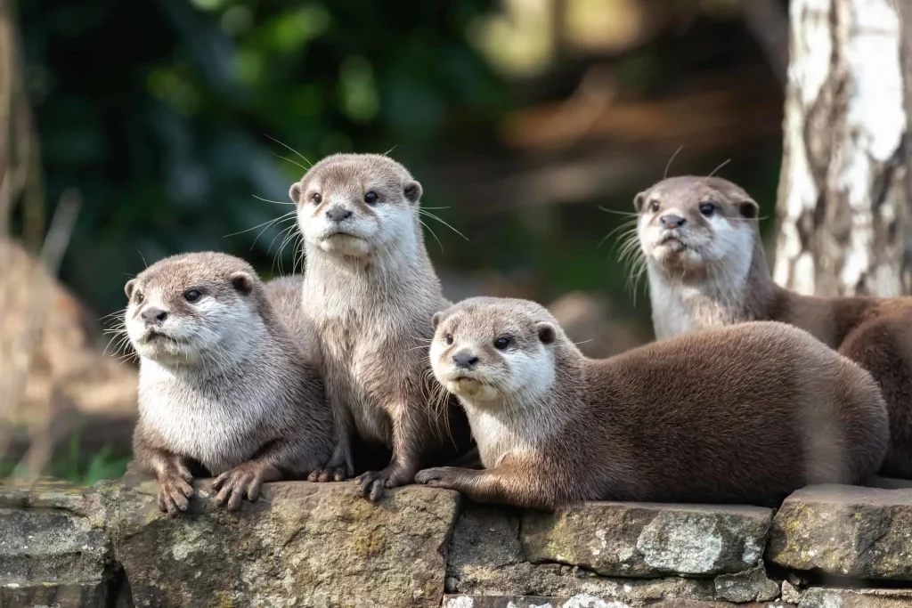 Is It Legal to Own an Otter? What US Laws Say About Pet Otter Ownership