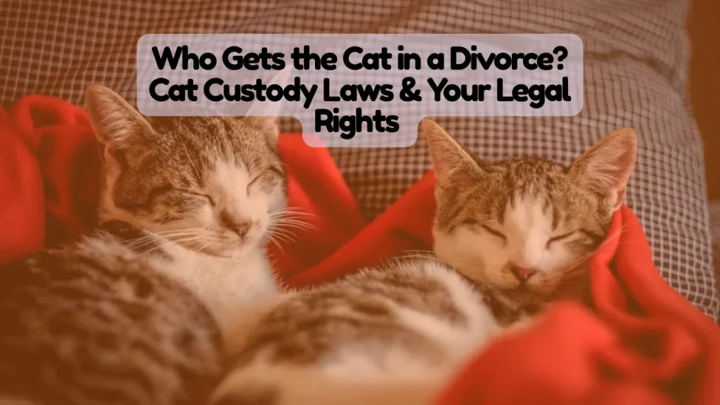 Who Gets the Cat in a Divorce? Cat Custody Laws & Your Legal Rights