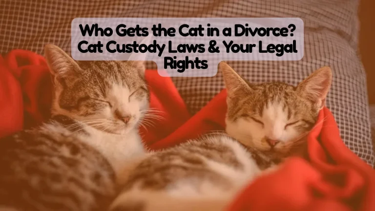 Who Gets the Cat in a Divorce? Cat Custody Laws & Your Legal Rights