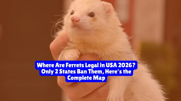 Where Are Ferrets Legal in USA 2026? Only 2 States Ban Them, Here's the Complete Map