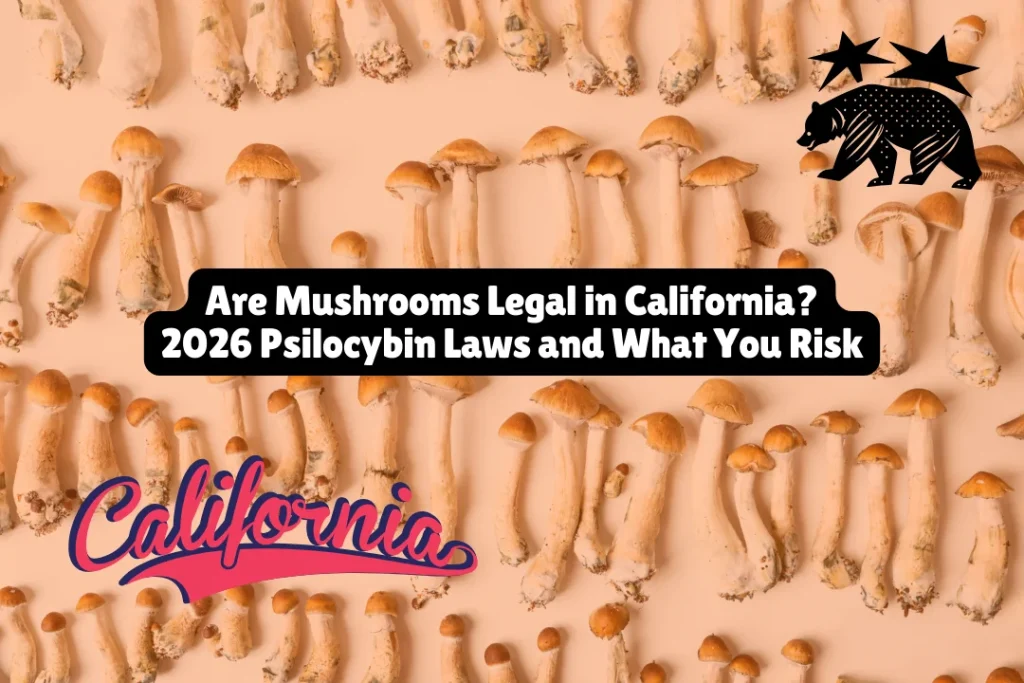 Are mushrooms legal in California? Psilocybin is illegal statewide but decriminalized in select cities. Learn about California's drug laws, penalties, and therapeutic pathways.