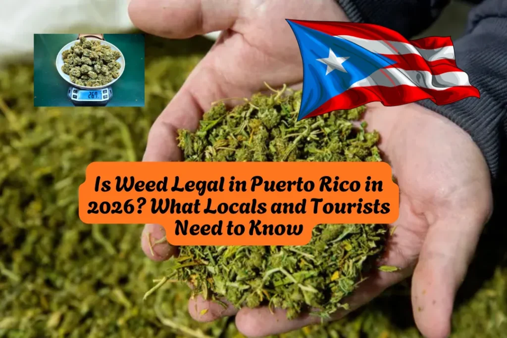 Is Weed Legal in Puerto Rico in 2026 What Locals and Tourists Need to Know