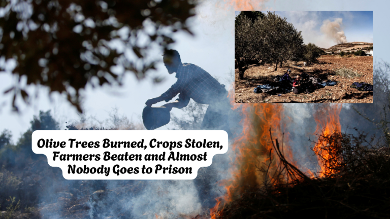 Olive Trees Burned, Crops Stolen, Farmers Beaten and Almost Nobody Goes to Prison