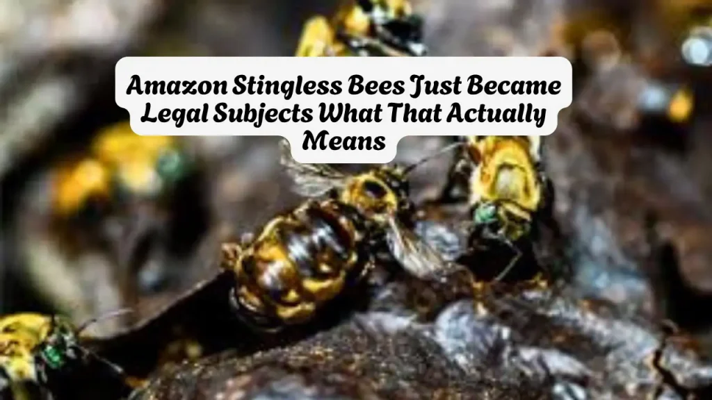 Amazon Stingless Bees Just Became Legal Subjects What That Actually Means 1 Amazon Stingless Bees Just Became Legal Subjects What That Actually Means