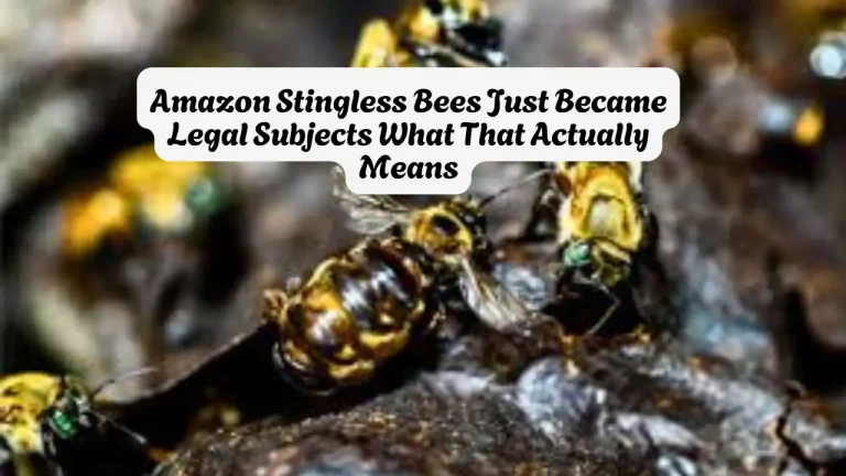 Amazon Stingless Bees Just Became Legal Subjects What That Actually Means
