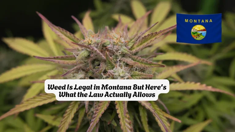 Weed Is Legal in Montana But Here's What the Law Actually Allows