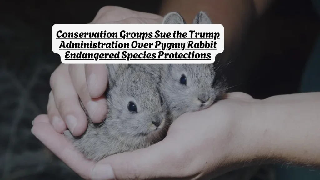 Conservation Groups Sue the Trump Administration Over Pygmy Rabbit Endangered Species Protections