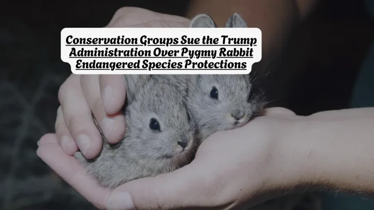 Conservation Groups Sue the Trump Administration Over Pygmy Rabbit Endangered Species Protections
