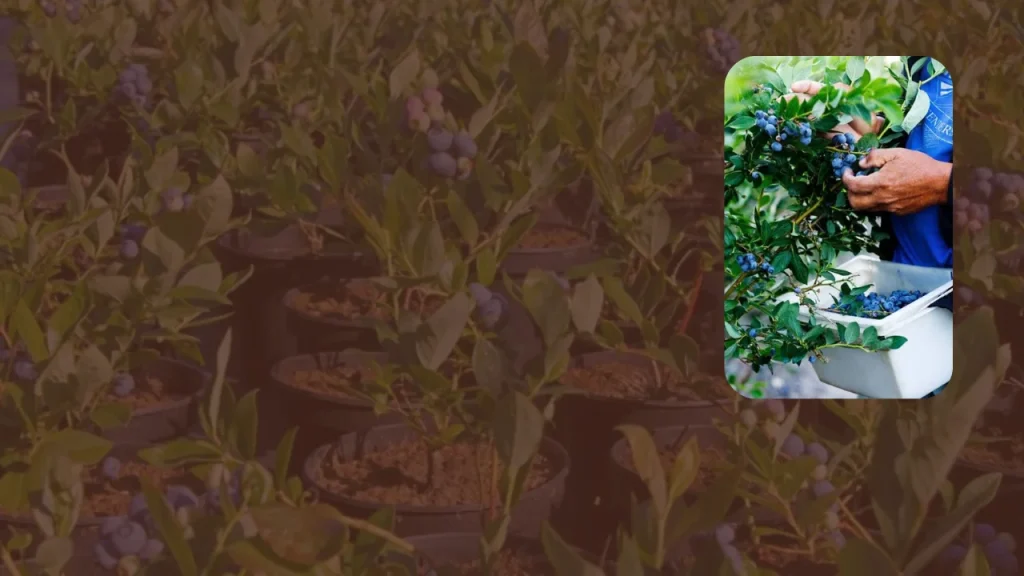 Lawsuit Challenges Sustainability Claims of the World's Largest Berry Company, Driscoll's — Beyond Pesticides et al. v. Driscoll's Inc., No. 2026-CAB-005727