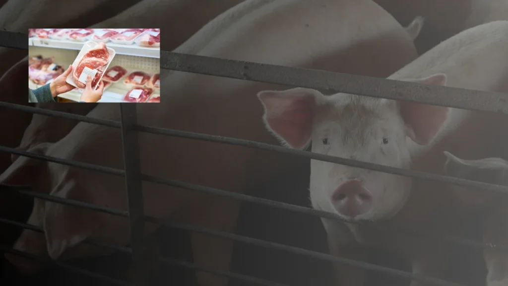 Pork Processors $117 Million Price-Fixing Settlement, Check If You Qualify — In re Pork Antitrust Litigation, No. 18-1776