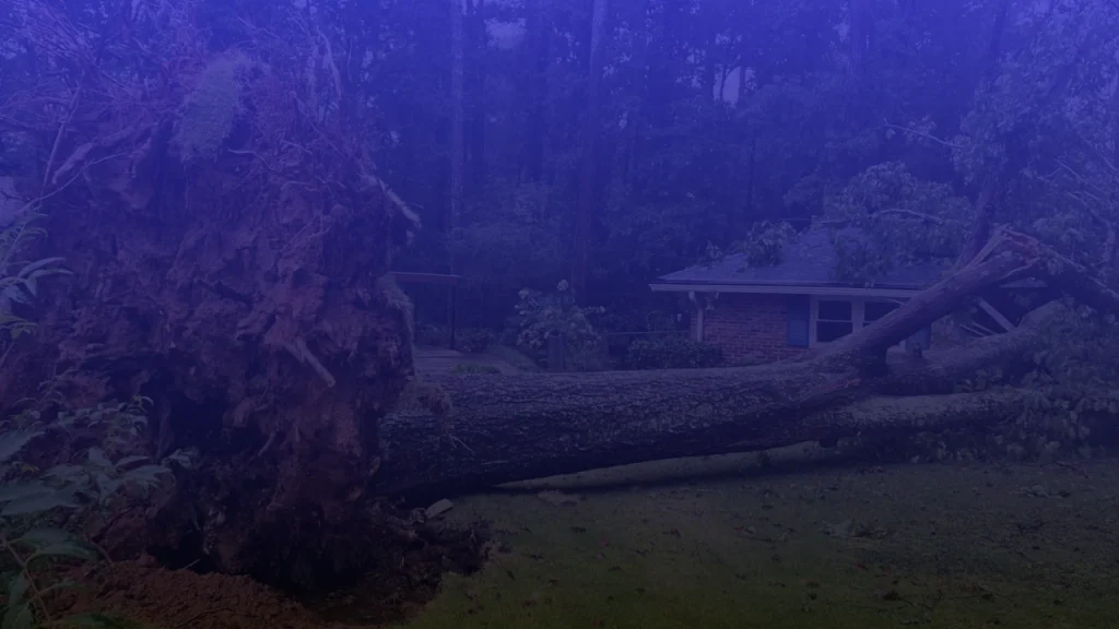 Georgia Renter Tree Collapse Lawsuit, Appeals Court Revives Tenant's Case Against Landlord After Oak Tree Destroyed Rental Home