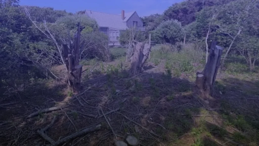 Massachusetts Property Boundary Tree Damage Lawsuit, Neighbor Ordered to Pay $310,000 After Tree Trespass Dispute