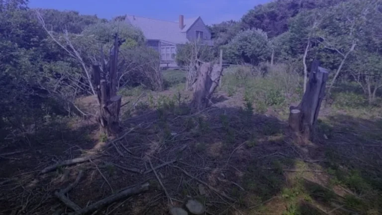 Massachusetts Property Boundary Tree Damage Lawsuit, Neighbor Ordered to Pay $310,000 After Tree Trespass Dispute